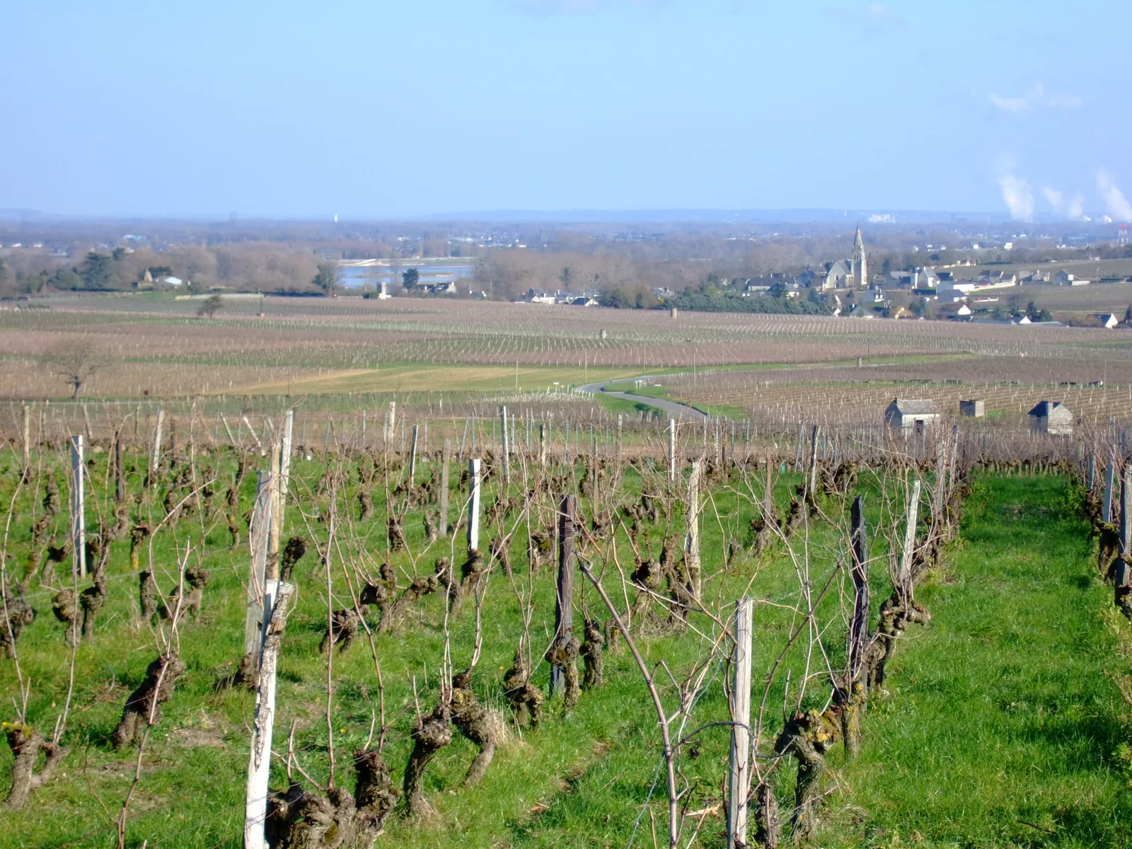 Les vignobles de Souzay-Champigny près de la Loire